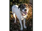 Maya, Border Terrier For Adoption In Merriam, Kansas