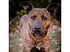 Bunny, Border Terrier For Adoption In Merriam, Kansas