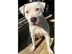 Savannah, American Pit Bull Terrier For Adoption In Staten Island, New York