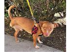 Trio, Dachshund For Adoption In Torrance, California