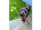 Mick Jagger, Schnauzer (standard) For Adoption In Los Angeles, California