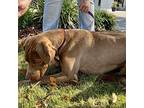 Dude, Labrador Retriever For Adoption In Sanford, North Carolina