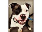 Quigley, Boston Terrier For Adoption In Richmond, Indiana