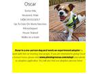 Oscar, Terrier (unknown Type, Small) For Adoption In Monroe, North Carolina