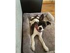 Dallas (joliet, Foster), American Pit Bull Terrier For Adoption In Elgin