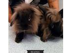 Bob And Dylan, Lionhead For Adoption In Key Largo, Florida