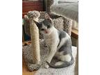 Bright, Domestic Shorthair For Adoption In Cleveland, Ohio