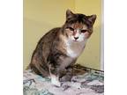 Florentina, Domestic Shorthair For Adoption In Greensboro, North Carolina