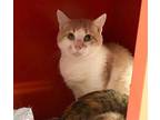 Wilbur, Domestic Shorthair For Adoption In Saranac Lake, New York