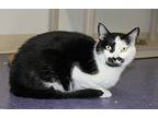 Joey, Domestic Shorthair For Adoption In Larchmont, New York