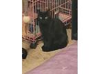 Raven, Domestic Shorthair For Adoption In West Columbia, South Carolina