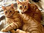 Donovan & Captain, Domestic Shorthair For Adoption In Cleveland, Ohio