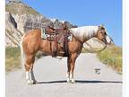 Beautiful palomino mare!!!