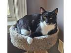 Cosmo Allis, Domestic Shorthair For Adoption In Greensboro, North Carolina