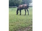 Thoroughbred for sale