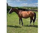 3 in 1 Warmblood Broodmare