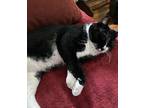 Tom - Courtesy Listing, Domestic Shorthair For Adoption In Larchmont, New York