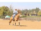 Grant, 2015 buckskin gelding