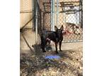 Adopt Leggens a Miniature Pinscher, Black Labrador Retriever