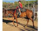 7 year old QH mare
