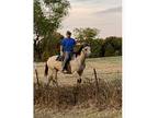 Beautiful Buckskin