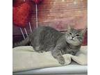 Sidney, Domestic Shorthair For Adoption In Huntley, Illinois