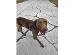 Winston, Chesapeake Bay Retriever For Adoption In Fernandina Beach, Florida