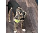 Adopt Ida #cheerful-playgirl a Catahoula Leopard Dog