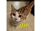 Mia, Domestic Shorthair For Adoption In Monrovia, California