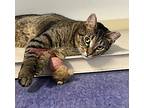 Val And Destino, Domestic Shorthair For Adoption In Larchmont, New York