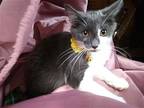 Rose, Domestic Mediumhair For Adoption In Cleveland, Ohio