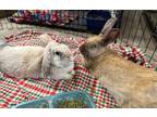 Adopt Becky and Beatrice a Bunny Rabbit, Lop Eared