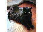 Jessie (baby Kitty), Domestic Mediumhair For Adoption In Stockton, California
