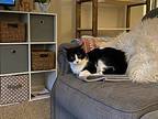 Poppy Cat, Domestic Shorthair For Adoption In Richardson, Texas