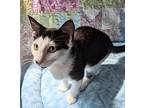 Smidgen, Domestic Shorthair For Adoption In Greensboro, North Carolina