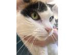 Grace Ann (declawed), Domestic Shorthair For Adoption In Owenboro, Kentucky