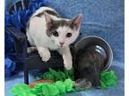 Mr. Minnie, Domestic Shorthair For Adoption In Greensboro, North Carolina