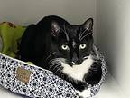 Charlie, Domestic Shorthair For Adoption In Larchmont, New York