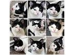 Bowie, Domestic Shorthair For Adoption In Van Nuys, California