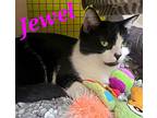 Jewel, Domestic Shorthair For Adoption In Monrovia, California