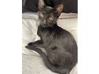 Beans, Domestic Shorthair For Adoption In Van Nuys, California