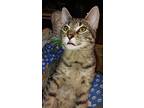 Dutch, Domestic Shorthair For Adoption In Fond Du Lac, Wisconsin