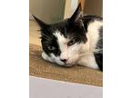 Sudoku, Domestic Shorthair For Adoption In West Palm Beach, Florida