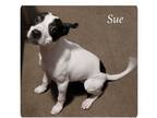 Adopt Sue a Pit Bull Terrier