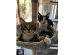 Stormy B, Domestic Shorthair For Adoption In Van Nuys, California