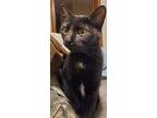 Cricket, Domestic Shorthair For Adoption In Fond Du Lac, Wisconsin