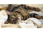 Bono, Domestic Shorthair For Adoption In West Palm Beach, Florida