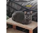 Koda, Domestic Shorthair For Adoption In Fond Du Lac, Wisconsin