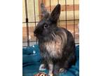 Adopt Grace a Lionhead