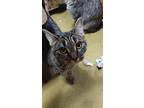 Shetland, Domestic Shorthair For Adoption In Fond Du Lac, Wisconsin